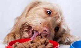 网红和狗吃瓜视频大全集,趣味视频大全集